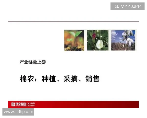 棉农独立分析：探讨棉花产业链中的挑战与机遇